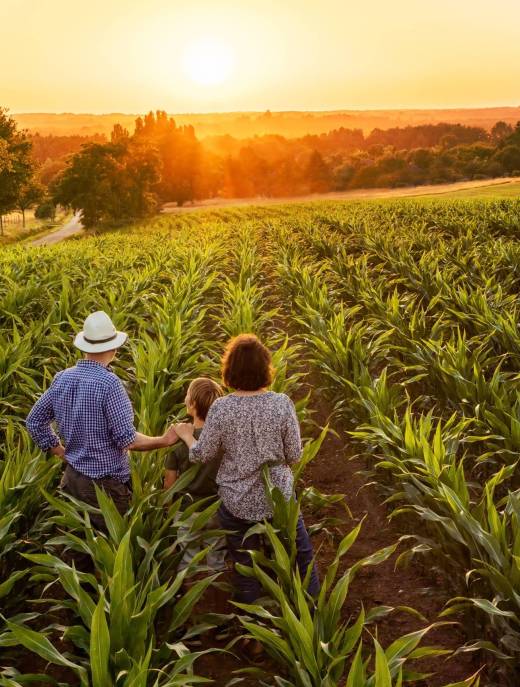 Top view. A farmer, his wife and his son in their cornfield at sunset. They are watching their crops.